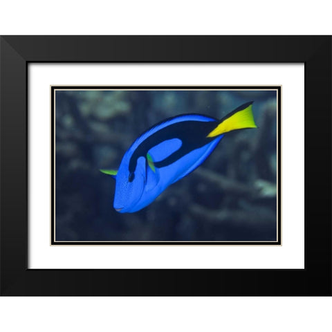 Indonesia, Raja Ampat Palette surgeonfish Black Modern Wood Framed Art Print with Double Matting by Shimlock, Jones