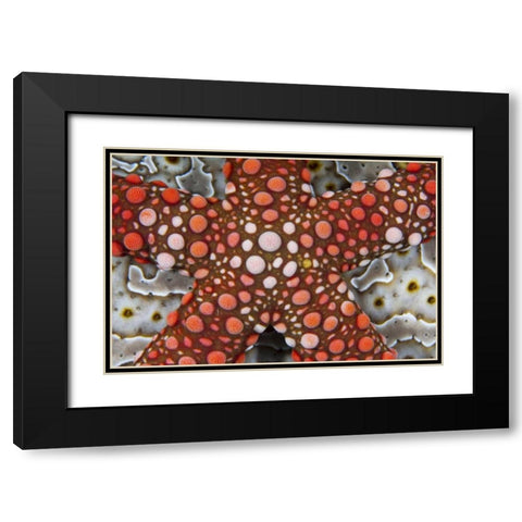 Indonesia Sea star over a sea cucumber Black Modern Wood Framed Art Print with Double Matting by Shimlock, Jones