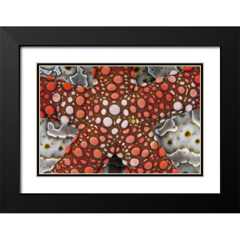 Indonesia Sea star over a sea cucumber Black Modern Wood Framed Art Print with Double Matting by Shimlock, Jones