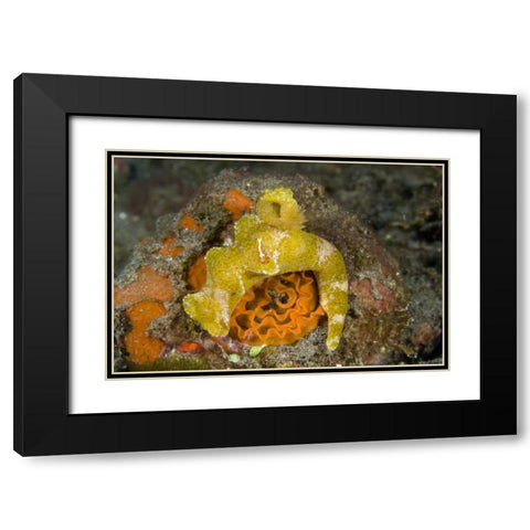 Indonesia A nudibranch with an imperial shrimp Black Modern Wood Framed Art Print with Double Matting by Shimlock, Jones
