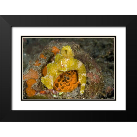 Indonesia A nudibranch with an imperial shrimp Black Modern Wood Framed Art Print with Double Matting by Shimlock, Jones