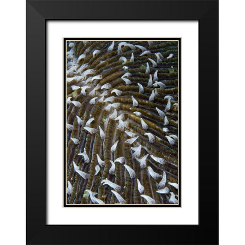 Indonesia, Raja Ampat Close-up of mushroom coral Black Modern Wood Framed Art Print with Double Matting by Shimlock, Jones
