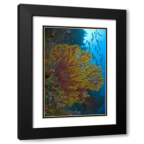 Sea fan or gorgonian coral, Raja Ampat, Indonesia Black Modern Wood Framed Art Print with Double Matting by Shimlock, Jones
