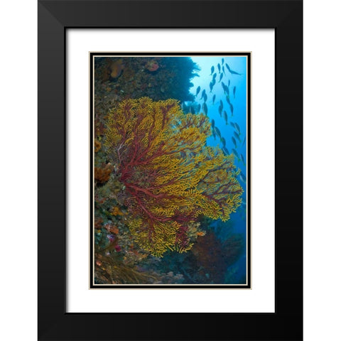 Sea fan or gorgonian coral, Raja Ampat, Indonesia Black Modern Wood Framed Art Print with Double Matting by Shimlock, Jones