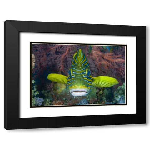 Lined sweetlip fish amid coral, Indonesia Black Modern Wood Framed Art Print with Double Matting by Shimlock, Jones