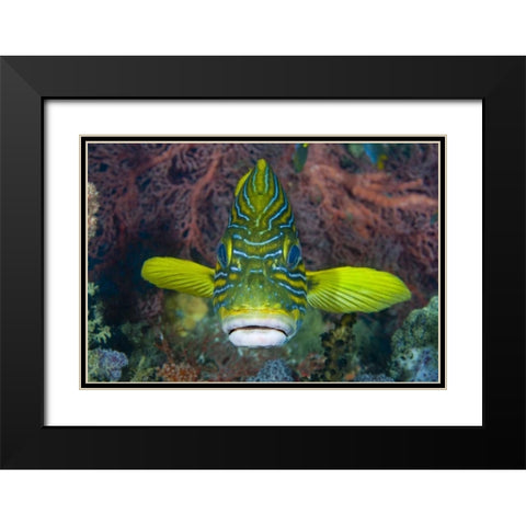 Lined sweetlip fish amid coral, Indonesia Black Modern Wood Framed Art Print with Double Matting by Shimlock, Jones