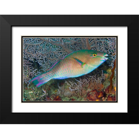 Indonesia, Raja Ampat Chameleon parrotfish Black Modern Wood Framed Art Print with Double Matting by Shimlock, Jones