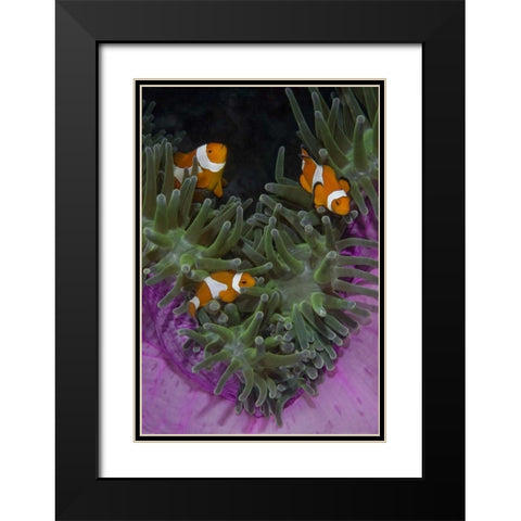 Indonesia Three clownfish swim among anemone Black Modern Wood Framed Art Print with Double Matting by Shimlock, Jones
