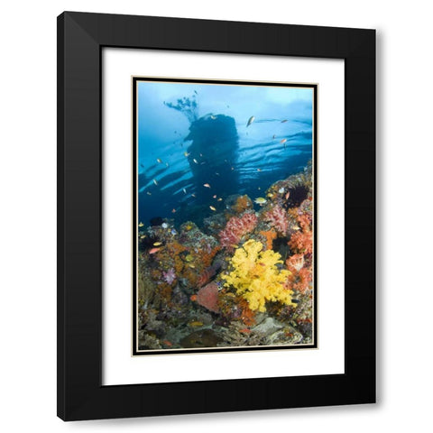 Indonesia, Misool, Boo Islands Reef scenic Black Modern Wood Framed Art Print with Double Matting by Shimlock, Jones