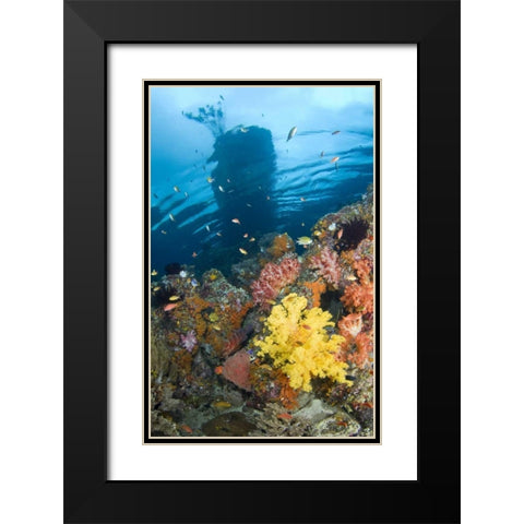 Indonesia, Misool, Boo Islands Reef scenic Black Modern Wood Framed Art Print with Double Matting by Shimlock, Jones
