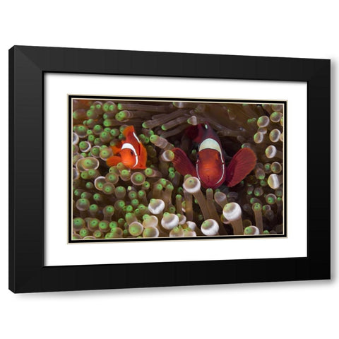 Two Clownfish among anemone tentacles, Indonesia Black Modern Wood Framed Art Print with Double Matting by Shimlock, Jones