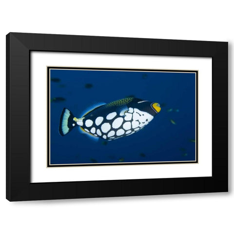 Indonesia, Raja Ampat Clown triggerfish Black Modern Wood Framed Art Print with Double Matting by Shimlock, Jones