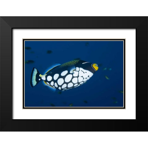 Indonesia, Raja Ampat Clown triggerfish Black Modern Wood Framed Art Print with Double Matting by Shimlock, Jones