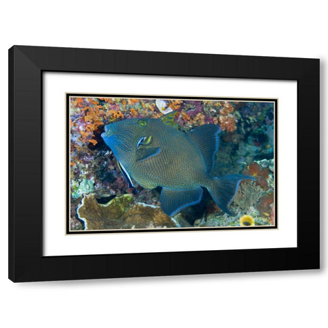 Indonesia Cleaner wrasse fish on coral reef Black Modern Wood Framed Art Print with Double Matting by Shimlock, Jones