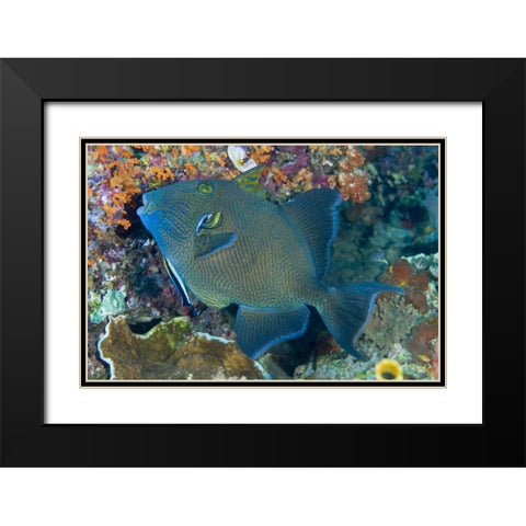 Indonesia Cleaner wrasse fish on coral reef Black Modern Wood Framed Art Print with Double Matting by Shimlock, Jones