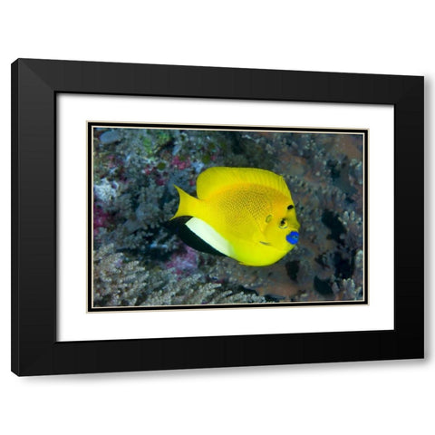 Indonesia Three spot angelfish swims amid coral Black Modern Wood Framed Art Print with Double Matting by Shimlock, Jones