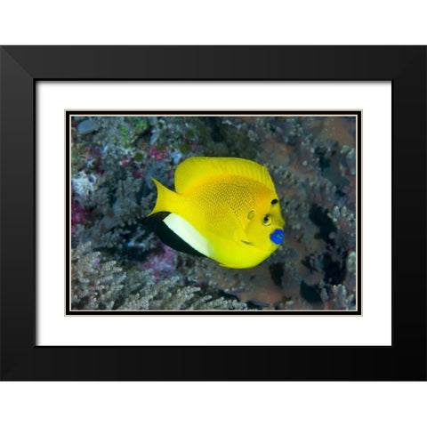 Indonesia Three spot angelfish swims amid coral Black Modern Wood Framed Art Print with Double Matting by Shimlock, Jones