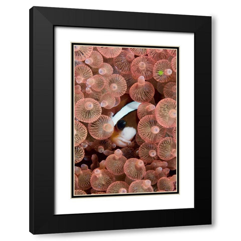 Indonesia A Clarks anemonefish peeking out Black Modern Wood Framed Art Print with Double Matting by Shimlock, Jones