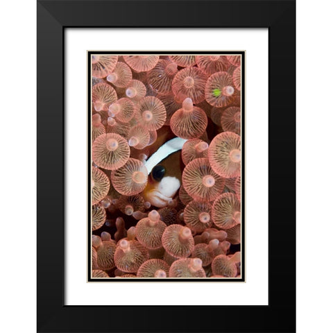 Indonesia A Clarks anemonefish peeking out Black Modern Wood Framed Art Print with Double Matting by Shimlock, Jones