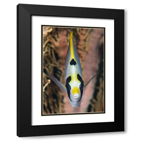 Indonesia, Raja Ampat Masked butterflyfish Black Modern Wood Framed Art Print with Double Matting by Shimlock, Jones