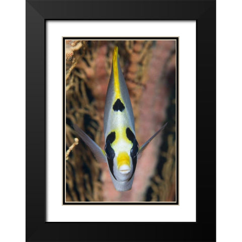 Indonesia, Raja Ampat Masked butterflyfish Black Modern Wood Framed Art Print with Double Matting by Shimlock, Jones