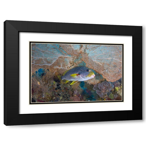 Indonesia Lined sweetlip fish and sea fan coral Black Modern Wood Framed Art Print with Double Matting by Shimlock, Jones
