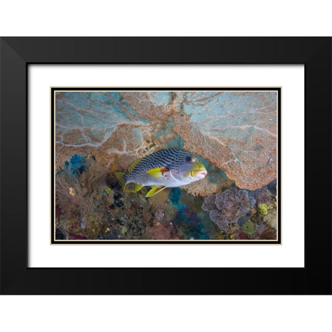 Indonesia Lined sweetlip fish and sea fan coral Black Modern Wood Framed Art Print with Double Matting by Shimlock, Jones