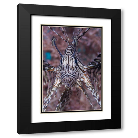 Poisonous Red lionfish, Raja Ampat, Indonesia Black Modern Wood Framed Art Print with Double Matting by Shimlock, Jones