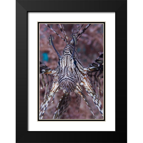 Poisonous Red lionfish, Raja Ampat, Indonesia Black Modern Wood Framed Art Print with Double Matting by Shimlock, Jones