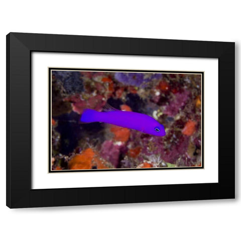 Indonesia, Raja Ampat A magenta dottyback fish Black Modern Wood Framed Art Print with Double Matting by Shimlock, Jones