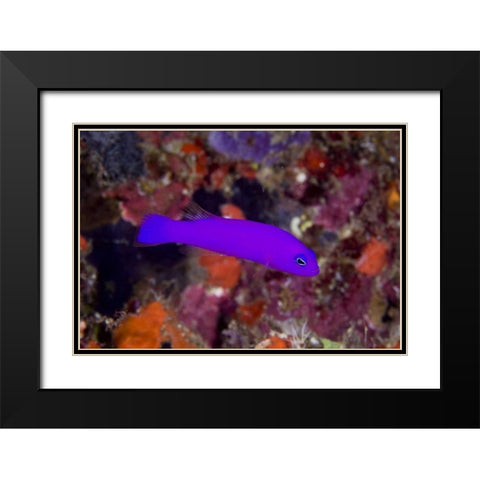 Indonesia, Raja Ampat A magenta dottyback fish Black Modern Wood Framed Art Print with Double Matting by Shimlock, Jones