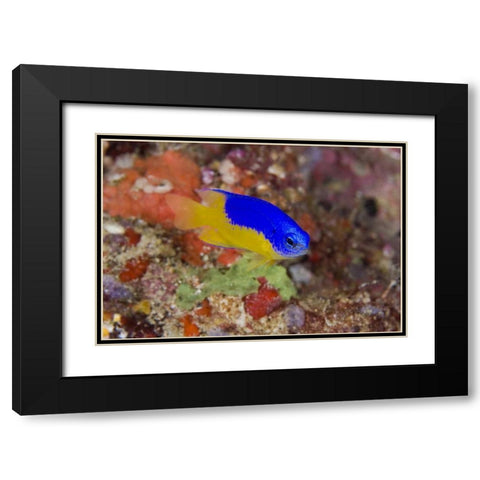 Indonesia Damselfish swims among coral reef Black Modern Wood Framed Art Print with Double Matting by Shimlock, Jones