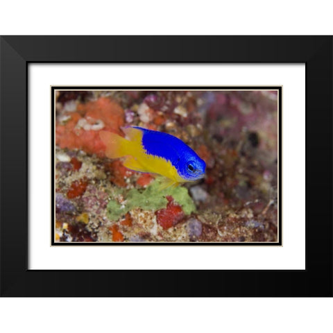 Indonesia Damselfish swims among coral reef Black Modern Wood Framed Art Print with Double Matting by Shimlock, Jones