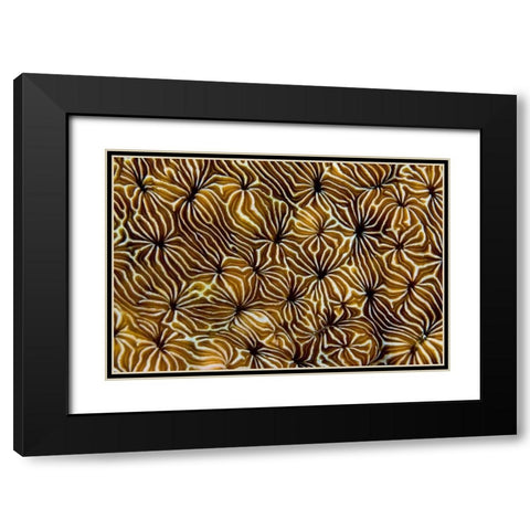 Abstract of hard coral, Raja Ampat, Indonesia Black Modern Wood Framed Art Print with Double Matting by Shimlock, Jones