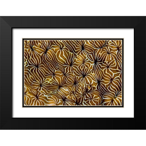 Abstract of hard coral, Raja Ampat, Indonesia Black Modern Wood Framed Art Print with Double Matting by Shimlock, Jones