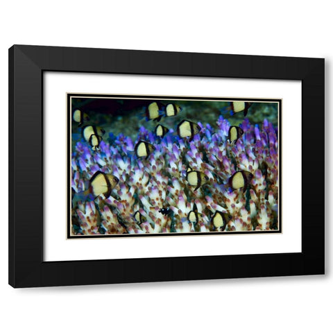 Indonesia Humbug fish in acropora coral colony Black Modern Wood Framed Art Print with Double Matting by Shimlock, Jones