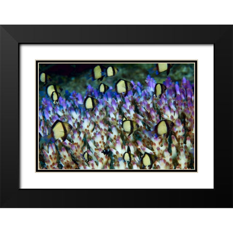 Indonesia Humbug fish in acropora coral colony Black Modern Wood Framed Art Print with Double Matting by Shimlock, Jones