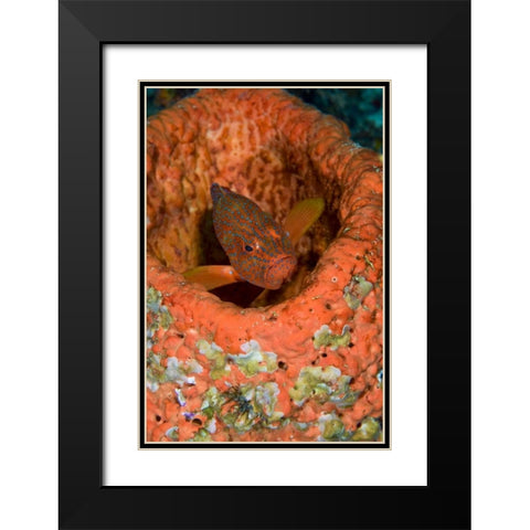 Indonesia, Raja Ampat Coral trout hides in coral Black Modern Wood Framed Art Print with Double Matting by Shimlock, Jones