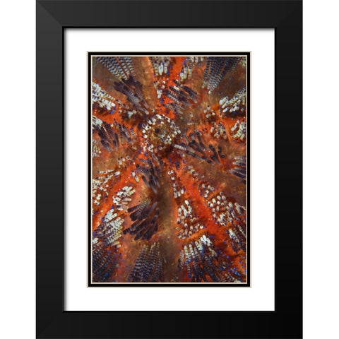 Indonesia, Raja Ampat Overview of sea urchin Black Modern Wood Framed Art Print with Double Matting by Shimlock, Jones