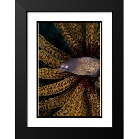Indonesia A white-eye moray eel by coral Black Modern Wood Framed Art Print with Double Matting by Shimlock, Jones