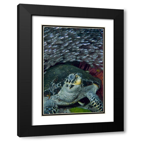 Indonesia Glassfish swim with a hawksbill turtle Black Modern Wood Framed Art Print with Double Matting by Shimlock, Jones