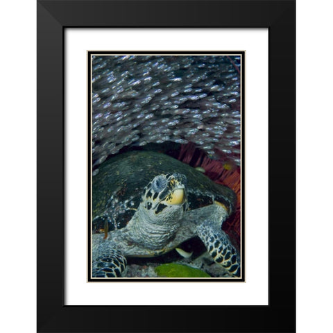 Indonesia Glassfish swim with a hawksbill turtle Black Modern Wood Framed Art Print with Double Matting by Shimlock, Jones