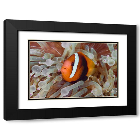 Anemonefish among poisonous tentacles, Indonesia Black Modern Wood Framed Art Print with Double Matting by Shimlock, Jones
