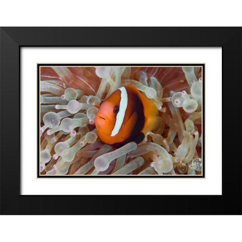 Anemonefish among poisonous tentacles, Indonesia Black Modern Wood Framed Art Print with Double Matting by Shimlock, Jones