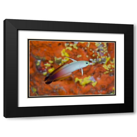 Indonesia, Raja Ampat A fire goby and coral Black Modern Wood Framed Art Print with Double Matting by Shimlock, Jones