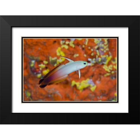 Indonesia, Raja Ampat A fire goby and coral Black Modern Wood Framed Art Print with Double Matting by Shimlock, Jones