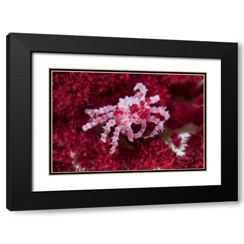 Indonesia Decorator crab on oft corals Black Modern Wood Framed Art Print with Double Matting by Shimlock, Jones