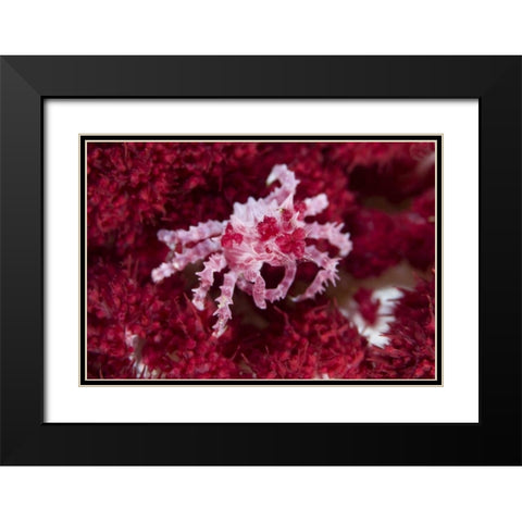 Indonesia Decorator crab on oft corals Black Modern Wood Framed Art Print with Double Matting by Shimlock, Jones