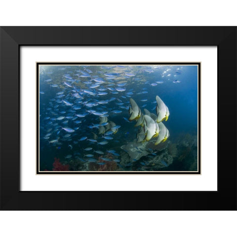 Indonesia Schooling fish in the Dampier Strait Black Modern Wood Framed Art Print with Double Matting by Shimlock, Jones