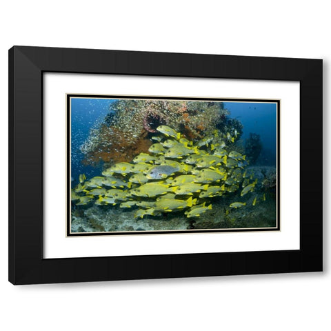 Indonesia Sweetlip fish swim past coral reef Black Modern Wood Framed Art Print with Double Matting by Shimlock, Jones